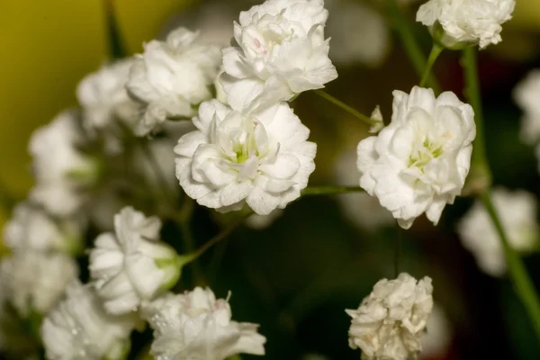 Slöjblomma blommor — Stockfoto
