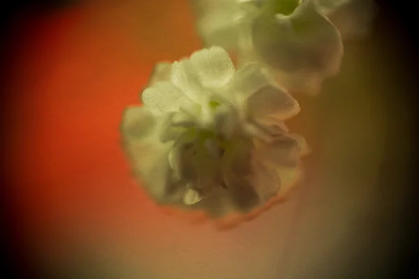 Flores de gypsophila — Foto de Stock