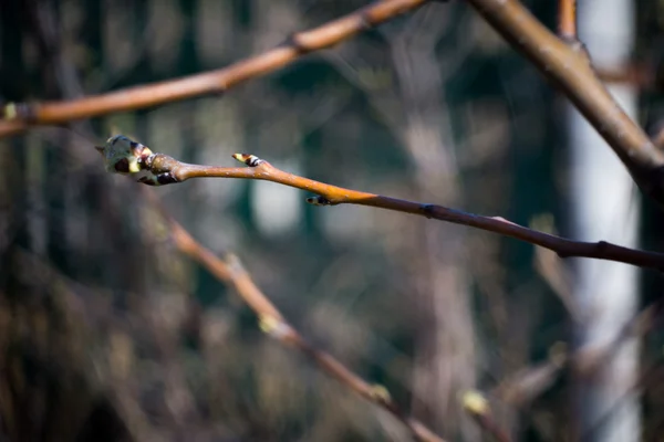 Brotes en ramas — Foto de Stock