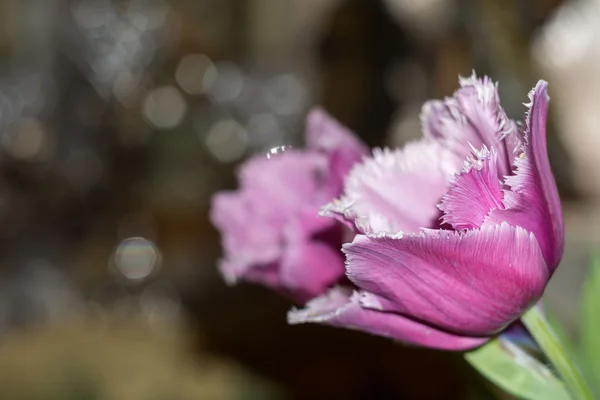 Tulipa roxa — Fotografia de Stock