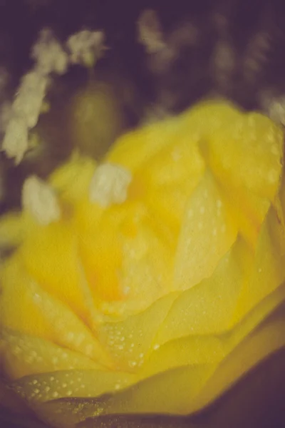 Yellow Rose with Droplets Retro — Stock Photo, Image