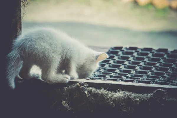 Lindo blanco gatito retro —  Fotos de Stock