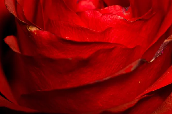 Macro rosa roja — Foto de Stock