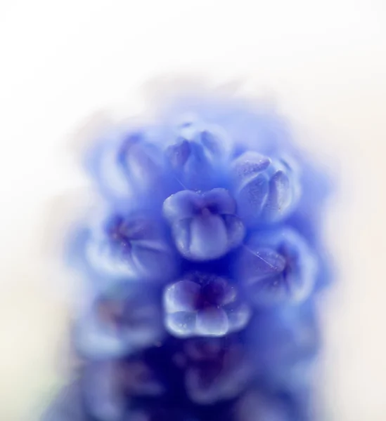 Flor azul macro — Foto de Stock