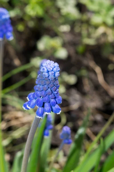 Macro fleur bleue — Photo