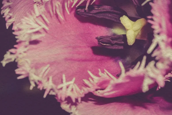紫チューリップ マクロ — ストック写真