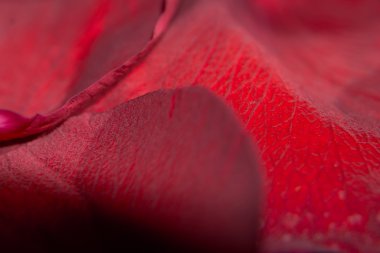 kırmızı gül yaprakları