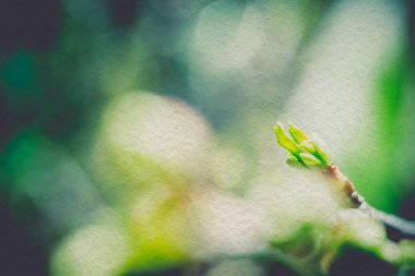 Retro tomurcukları dallar