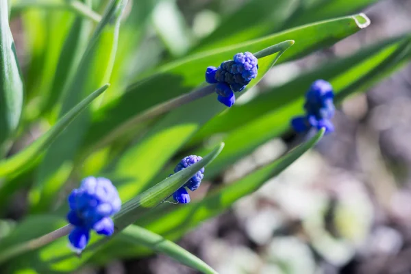 Blå blomma makro — Stockfoto
