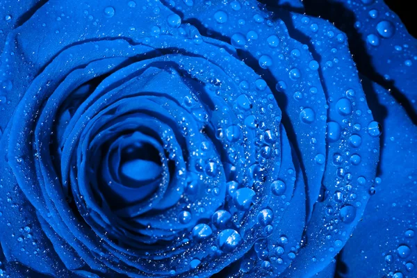 Modrá růže s kapky — Stock fotografie