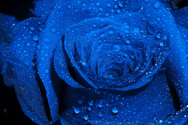 Rose bleue avec des gouttelettes — Photo