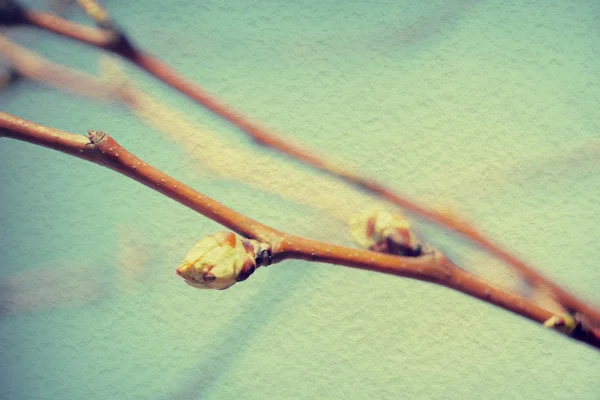 Bourgeons sur les branches — Photo