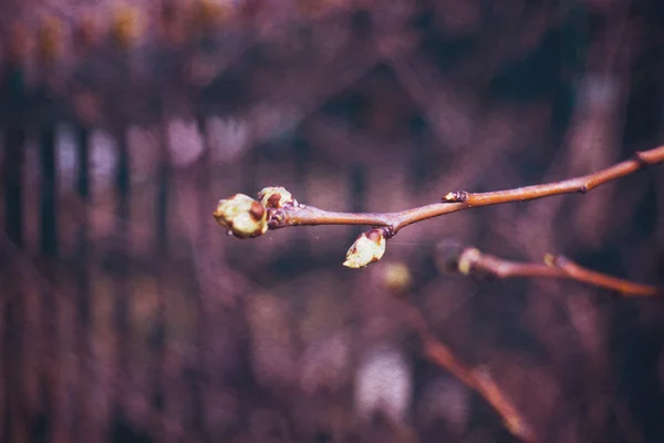 Brotes en ramas — Foto de Stock