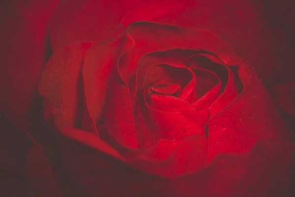 Rosa roja macro retro — Foto de Stock