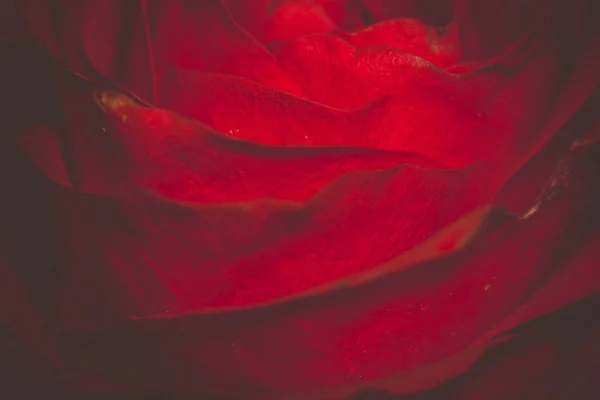 Macro Rétro Rose Rouge — Photo