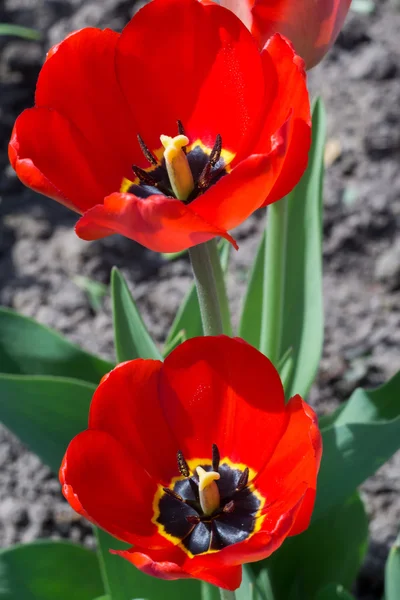 Tulipán rojo en el jardín — Foto de Stock