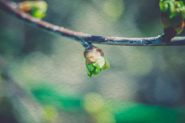 Retro Buds on Branches — Stock Photo, Image