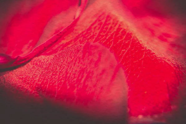 レトロな赤いバラの花びら — ストック写真
