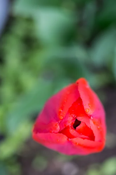 Rode tulp in de tuin — Stockfoto