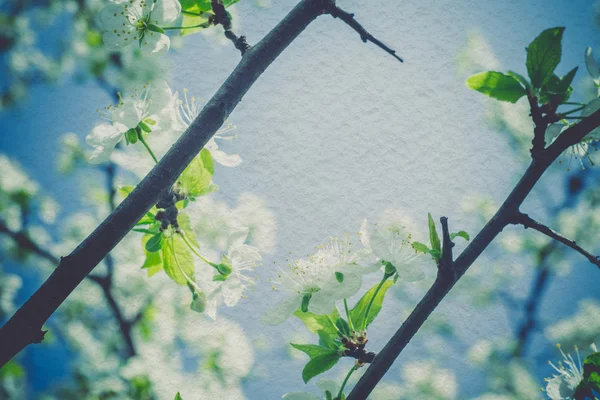 Retro lente bloeiende bomen — Stockfoto