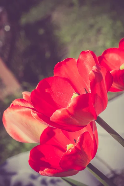 Röd tulpan i trädgård Retro — Stockfoto