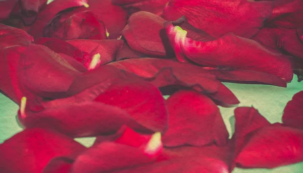 Red Rose Petals Retro — Stock Photo, Image