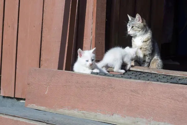 Weiße Kätzchen und Mutter — Stockfoto