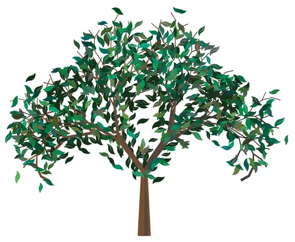 Träd med gröna leafage — Stock vektor