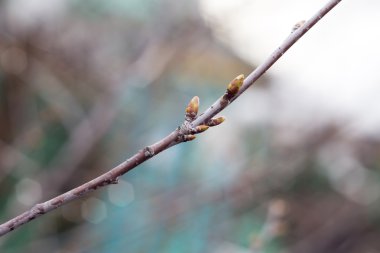 Bahar dalları ile damla