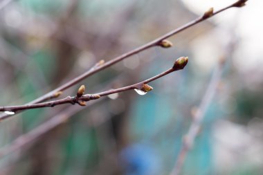 Bahar dalları ile damla