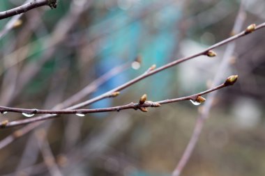 Bahar dalları ile damla
