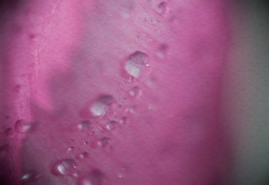 Lale damlacıkları Supermacro ile