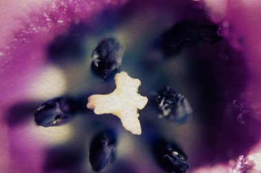 Lale damlacıkları Supermacro ile