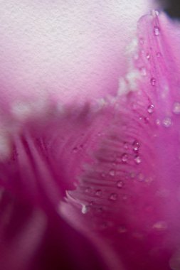 Lale damlacıkları Supermacro ile