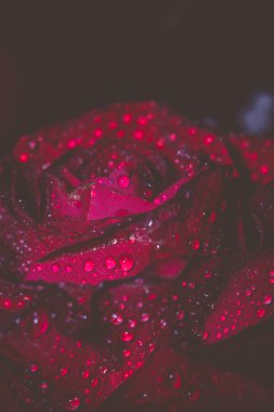 Islak kırmızı gül Grunge makro