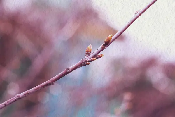 Ramas de primavera con gotas —  Fotos de Stock