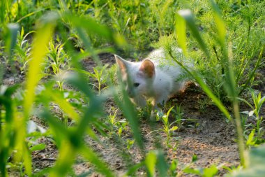 Bahçedeki beyaz kedi yavrusu