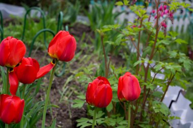 Bahçedeki kırmızı laleler