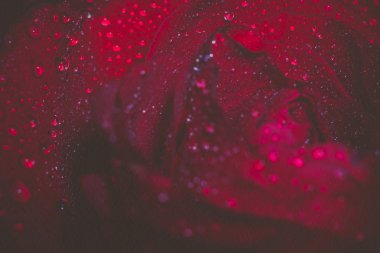 Islak kırmızı gül Grunge makro