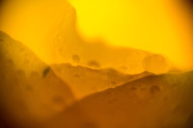 Islak sarı gül Supermacro