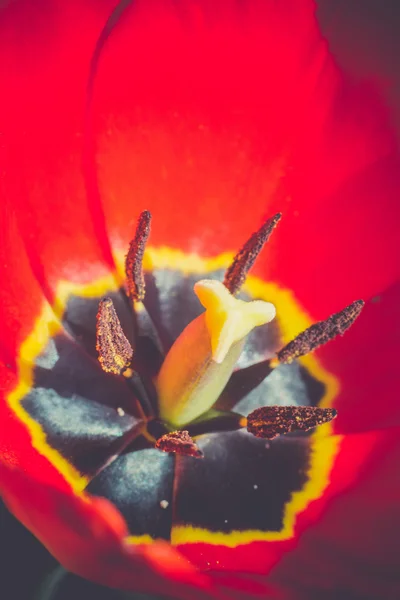 Piros tulipán makró Retro — Stock Fotó