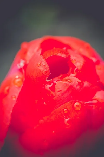 Red Tulip Macro Retro — Stock Photo, Image