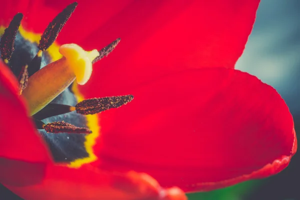 Tulipán rojo Macro Retro — Foto de Stock