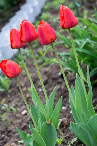 Vörös tulipán a kertben — Stock Fotó
