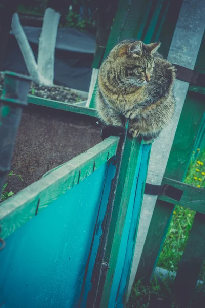 Mourovatá kočka sedící — Stock fotografie