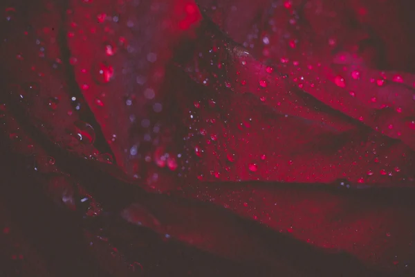 Macro Grunge rosa roja húmeda —  Fotos de Stock