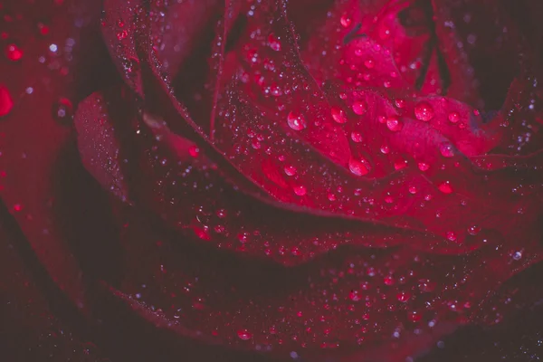 Macro Grunge Rose Rouge Humide — Photo