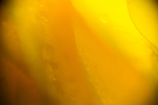 Wet Yellow Rose Supermacro — Stock Photo, Image