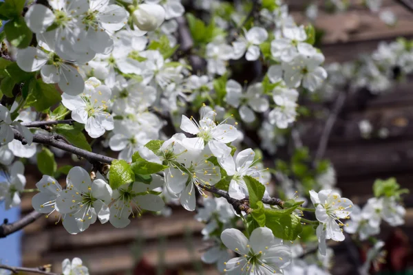Flor blanca en primavera — Foto de Stock