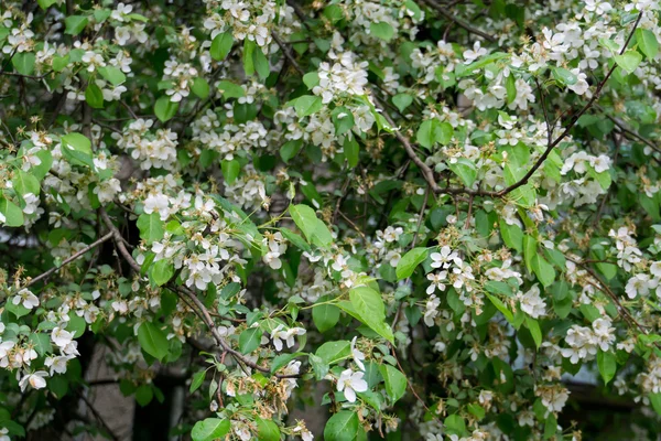 Witte bloesem in het voorjaar — Stockfoto